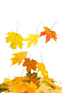 Sarı sonbahar yaprakları