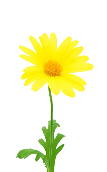 Yellow daisy isolated — Stock Photo, Image