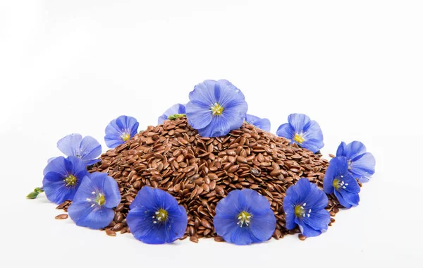 Flax seeds with flax flower isolated — Stock Photo, Image