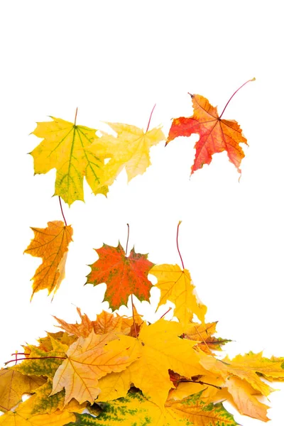 Autumn yellow leaves — Stock Photo, Image