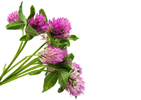 Trébol flores rosadas —  Fotos de Stock