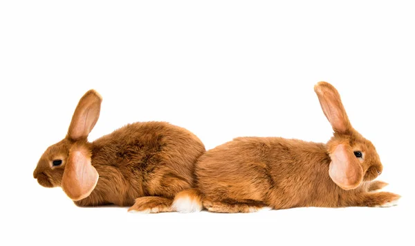 빨간 토끼 동물 — 스톡 사진