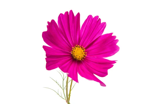 Flor do Cosmos isolado — Fotografia de Stock