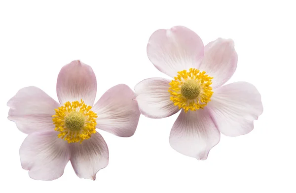 Beautiful flower isolated — Stock Photo, Image