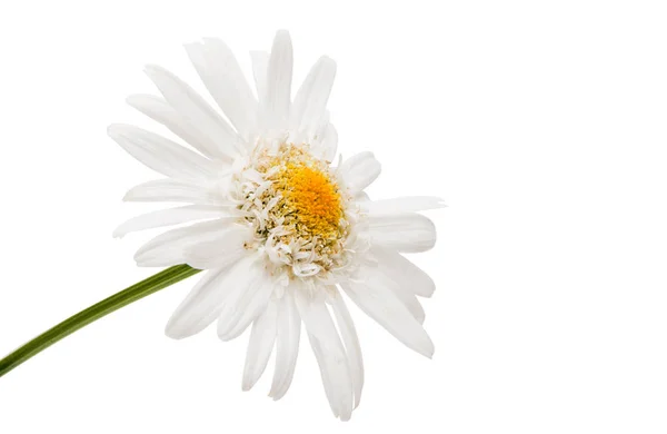 Heřmánek květ izolované — Stock fotografie
