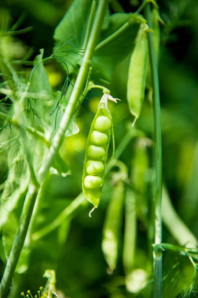 Natureza Ervilhas verdes — Fotografia de Stock