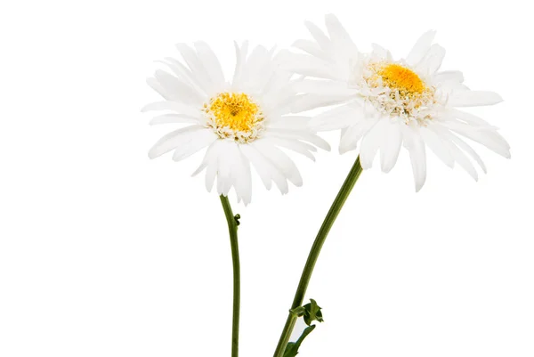 Chamomile flower isolated — Stockfoto