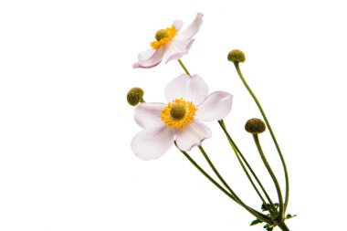 Güzel, yalnız çiçek 