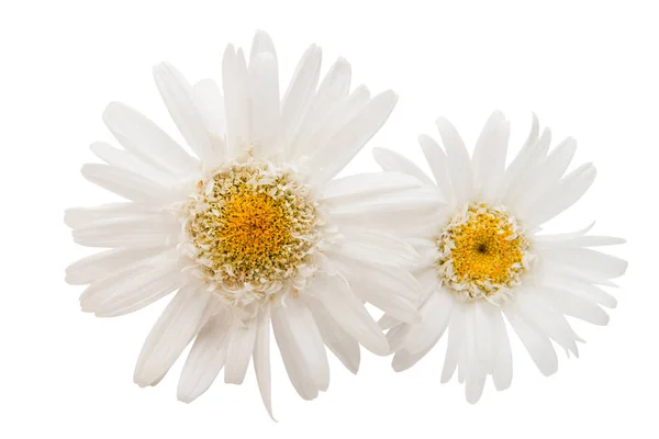 Ромашки квітка ізольовані — стокове фото