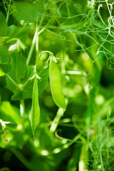 Green peas agriculture — Stock Photo, Image