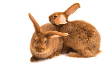 Kırmızı küçük tavşan 