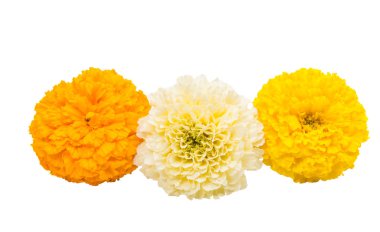 izole çiçek kadife çiçeği 