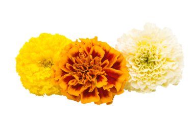 izole çiçek kadife çiçeği 