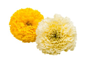 izole çiçek kadife çiçeği 