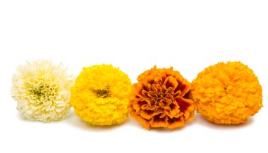 izole çiçek kadife çiçeği 