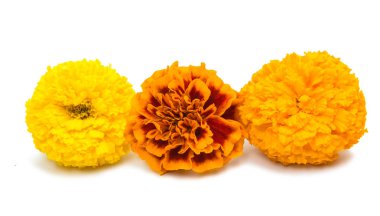 izole çiçek kadife çiçeği 