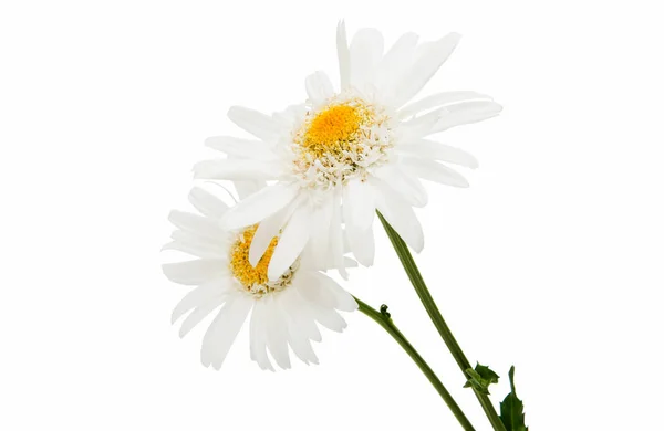 Camomille fleur isolée — Photo