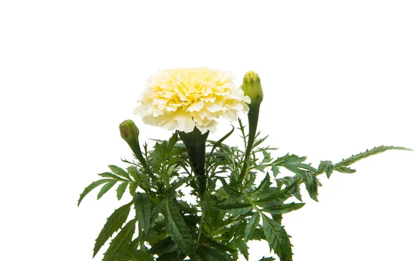 Bloemen Goudsbloem geïsoleerd — Stockfoto