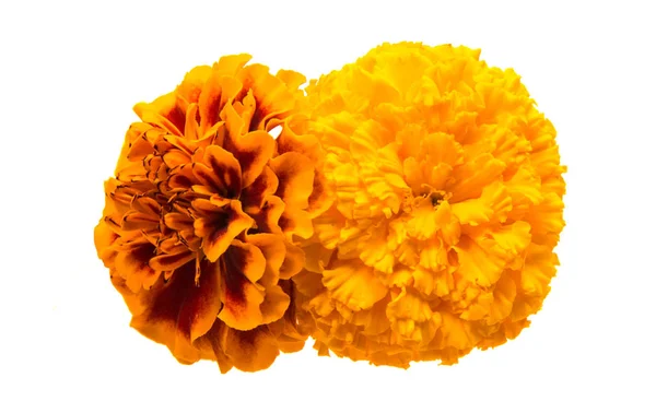 Blumen Ringelblume isoliert — Stockfoto