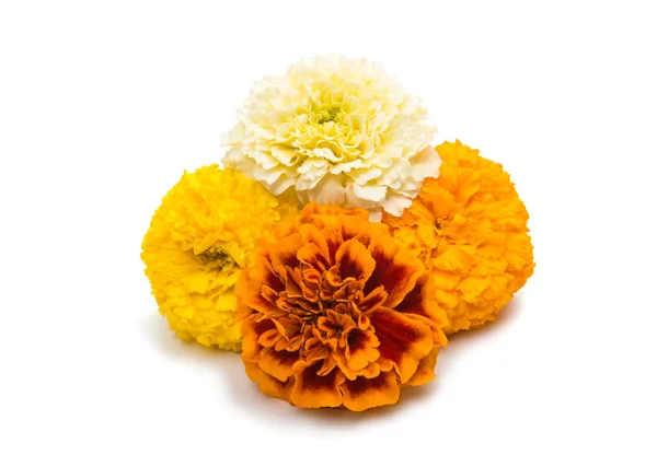 Flowers marigold isolated — Stock Photo, Image