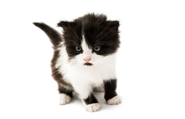 Schwarz-weißes Kätzchen isoliert — Stockfoto