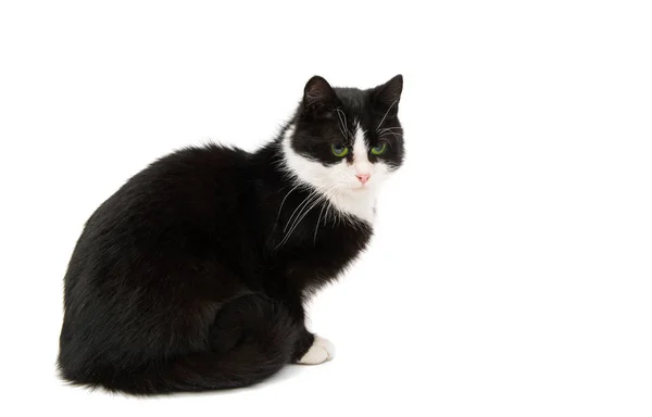 Gato preto e branco isolado — Fotografia de Stock