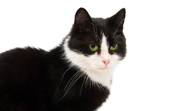 Gato preto e branco isolado — Fotografia de Stock