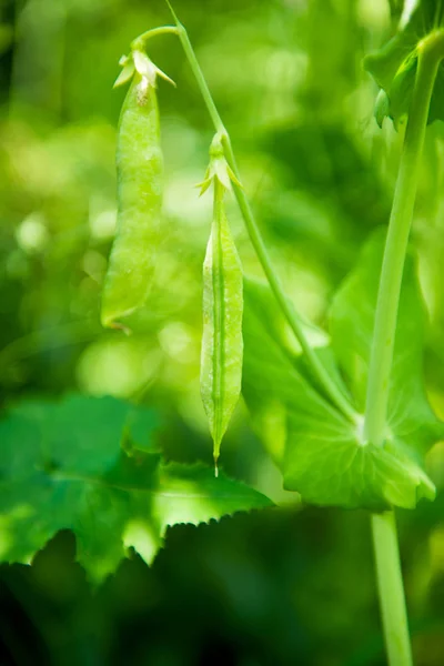 Zelený hrášek makro — Stock fotografie