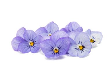 Hercai Menekşe çiçek izole 