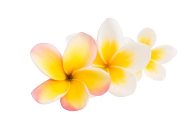 izole frangipani çiçek 
