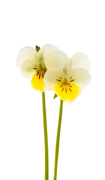 Pansies flower isolated — Stock Photo, Image