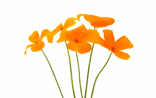 Californian poppy flower isolated — Stock Photo, Image