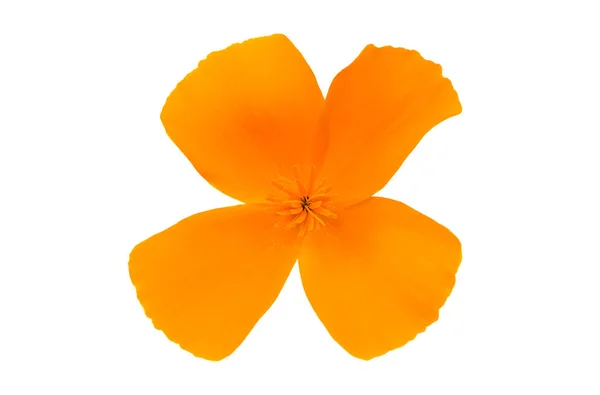 Flor de amapola californiana aislada — Foto de Stock