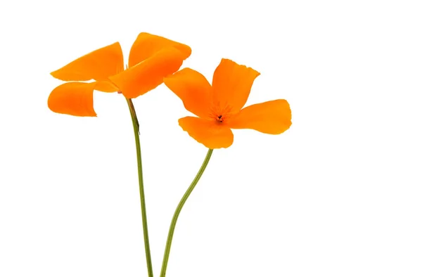 Kalifornisk vallmo blomma isolerade — Stockfoto