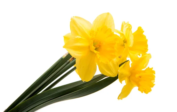 Κίτρινο daffodils απομονωμένες — Φωτογραφία Αρχείου