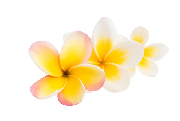 Flor de frangipani isolada — Fotografia de Stock