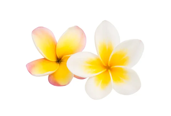 Frangipani fleur isolée — Photo