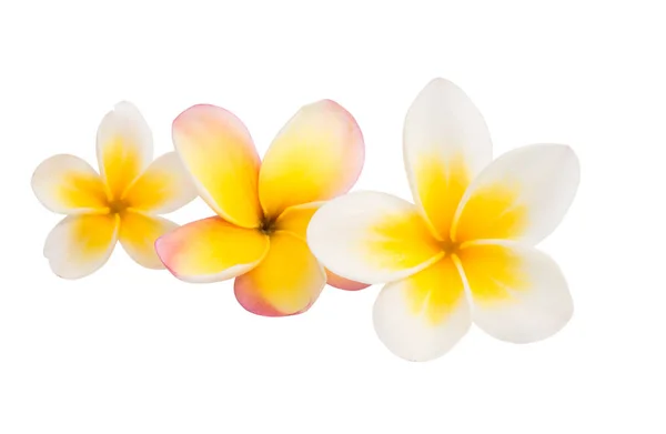 Frangipani fleur isolée — Photo