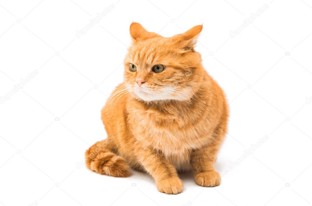 red cat isolated 