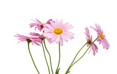 chamomile flower isolated 