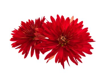 izole kırmızı krizantem 