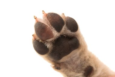 izole köpek yavrusu pençe