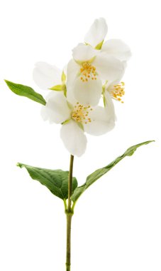 Yasemin çiçeği izole 