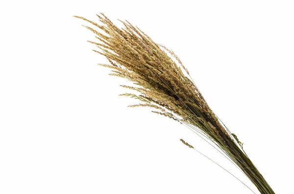 Suché trávy zemědělství — Stock fotografie