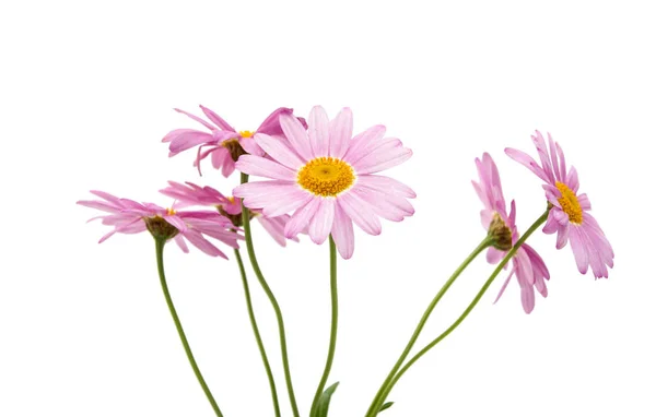 카모마일 꽃 절연 — 스톡 사진