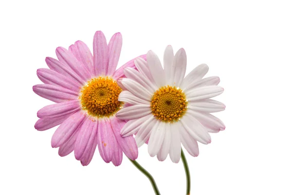 Chamomile flower isolated — Stock Photo, Image