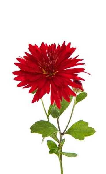 Röd chrysanthemum isolerade — Stockfoto