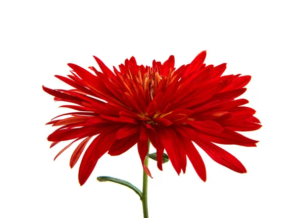 Röd chrysanthemum isolerade — Stockfoto