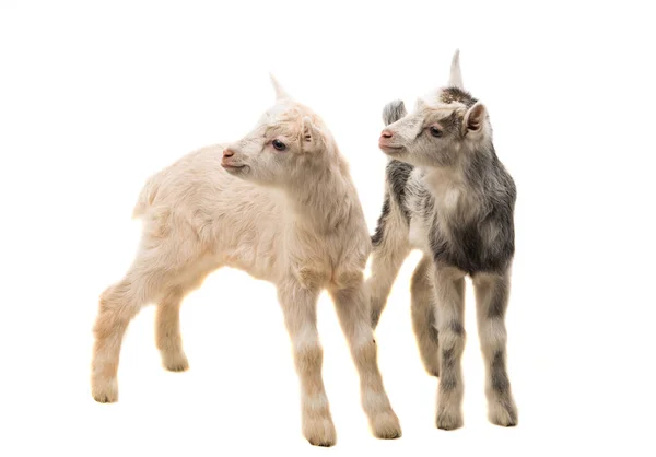 Small goats isolated — Stock Photo, Image