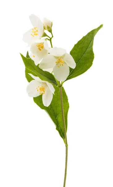 Jasmine flower isolated — Stock Photo, Image